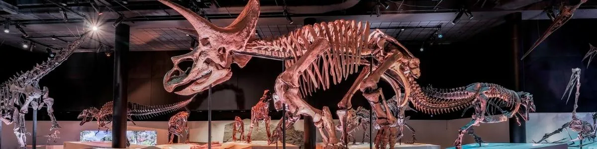 Houston Museum of Natural Science | Things To Do In Texas | Box Office Ticket Sales
