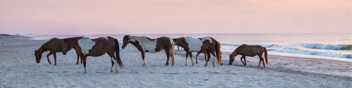 Assateague Island | Things To Do In Maryland | Box Office Ticket Sales