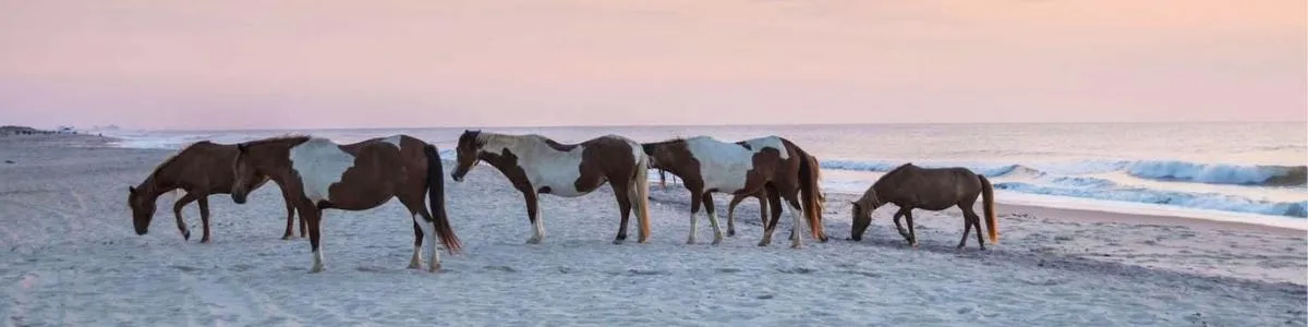 Assateague Island Assateague Island | Things To Do In Maryland | Box Office Ticket Sales