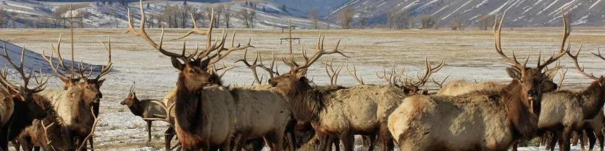 National Elk Refuge | Things To Do In Wyoming | Box Office Ticket Sales
